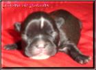 B-u-l-l-y-w-e-l-p-e-n
